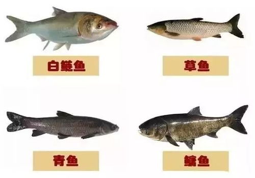 淡水鱼混养技术全攻略 掌握这些技巧，来年收益翻倍